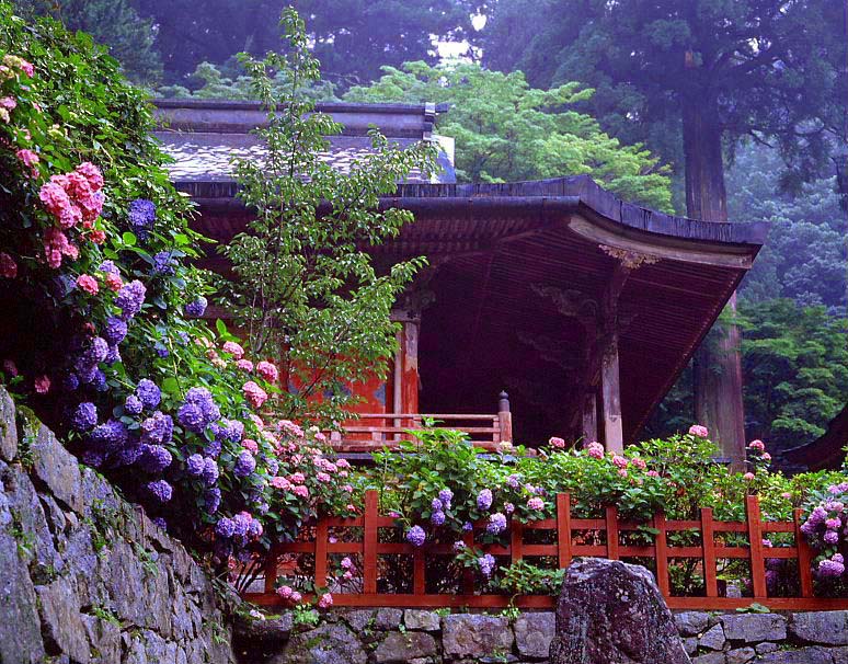 桜井市 談山神社 紫陽花 魅せられて大和路