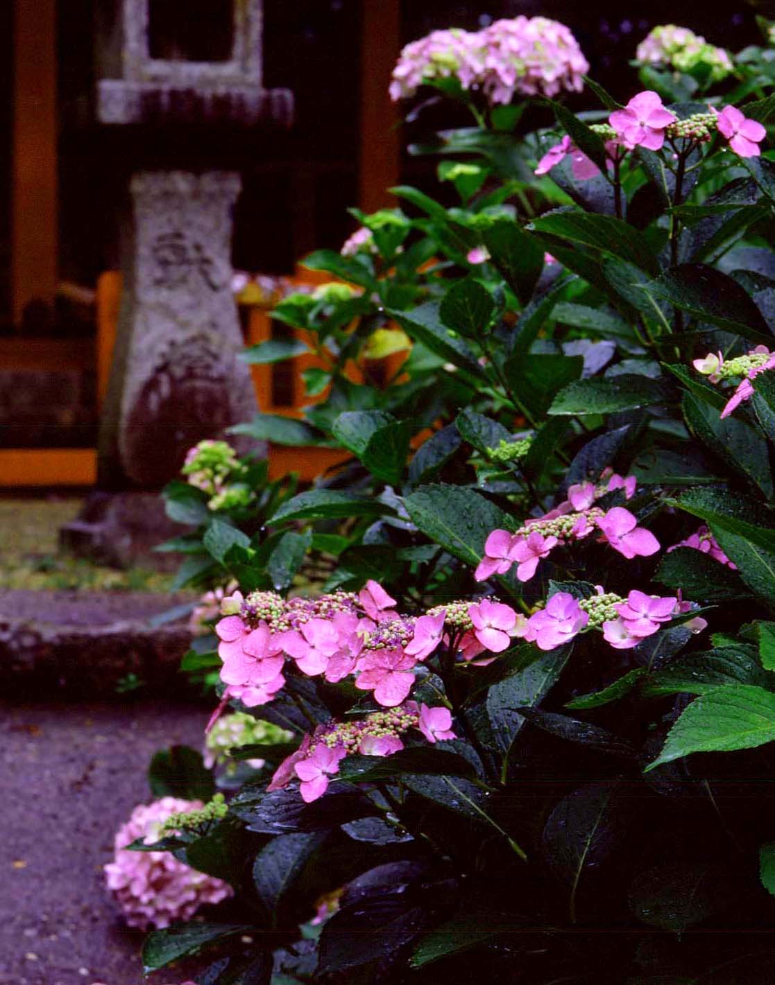桜井市 談山神社 紫陽花 魅せられて大和路