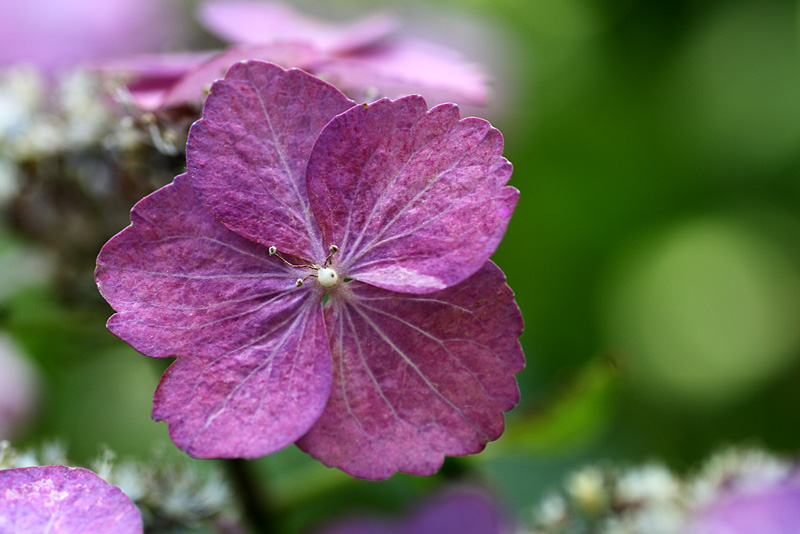 鎌倉の紫陽花　№3_e0140650_1232520.jpg