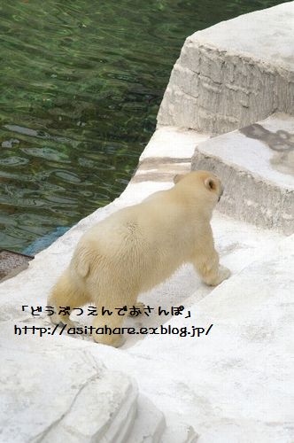 ゴーゴ君 おひろめ!_b0024758_22114310.jpg