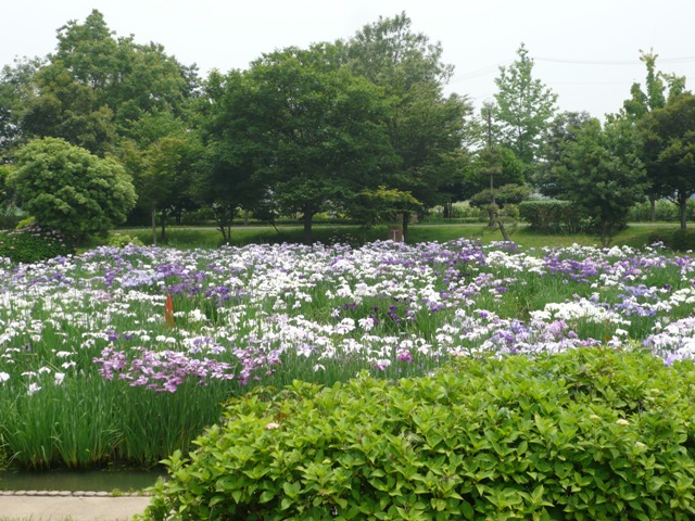 2008　わんわんｄａｙ・平成の森公園_c0134862_21484928.jpg