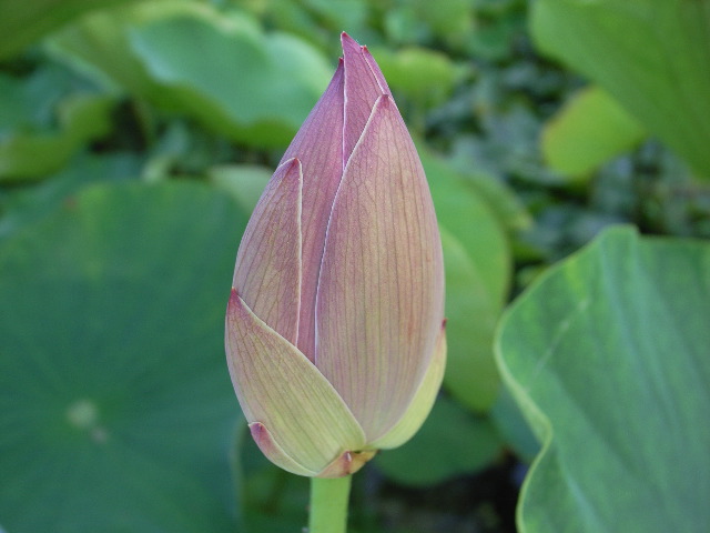 蓮の池　つぼみ　蓮　蕾　（埼玉県　上里町）_c0153764_18591370.jpg