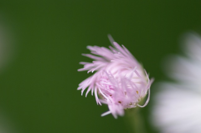 はるじおん　－繊細な繊細なー_d0141365_21475345.jpg