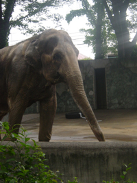 動物園_e0019465_1215929.jpg