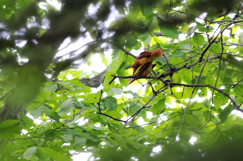 アカショウビン_f0053272_10234872.jpg