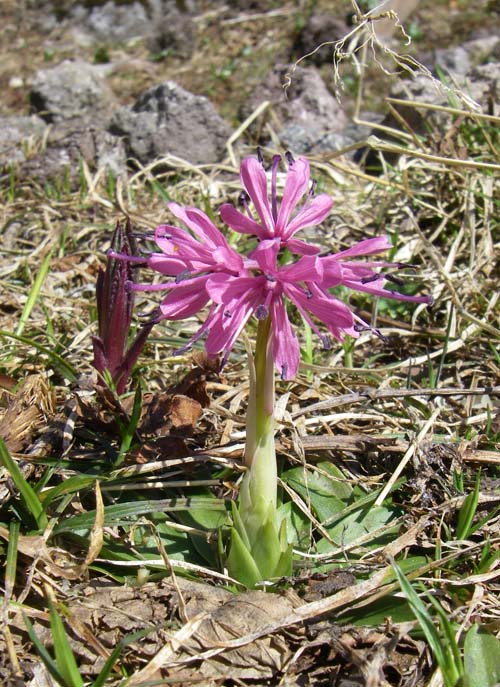 新緑の日光白根山へ　２　花の色_d0054076_10244992.jpg