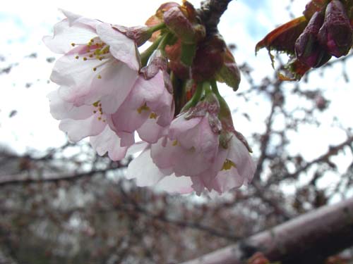 新緑の日光白根山へ　２　花の色_d0054076_10294855.jpg