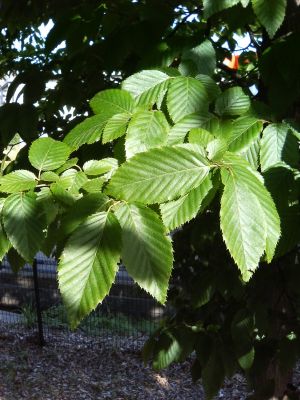 植物雑学事典 波田研 永遠の嘘をついてくれ