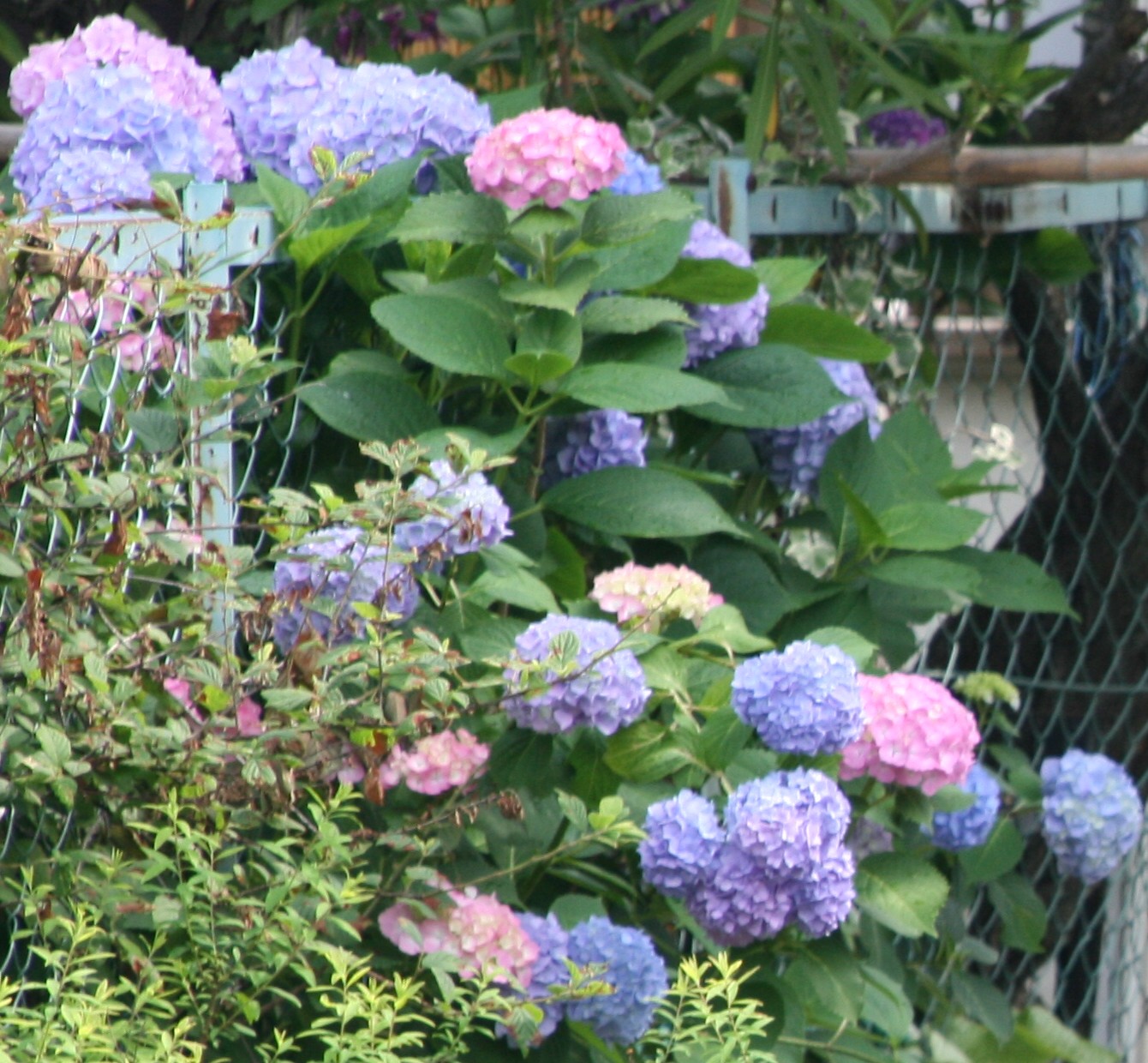 紫陽花七変化 寧楽悠々自然流 紫陽花七変化 寧楽悠々自然流