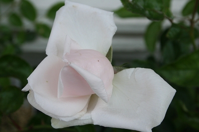 e0024385_0384299.jpg