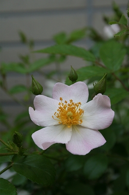 e0024385_039116.jpg