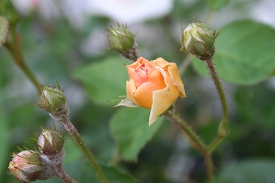 e0024385_0392141.jpg