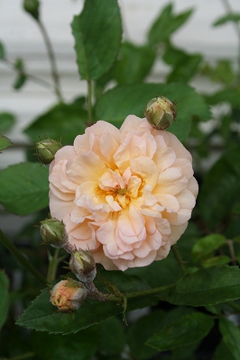 e0024385_0434350.jpg