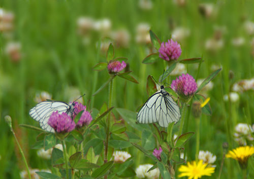 花と蝶_b0068793_850691.jpg