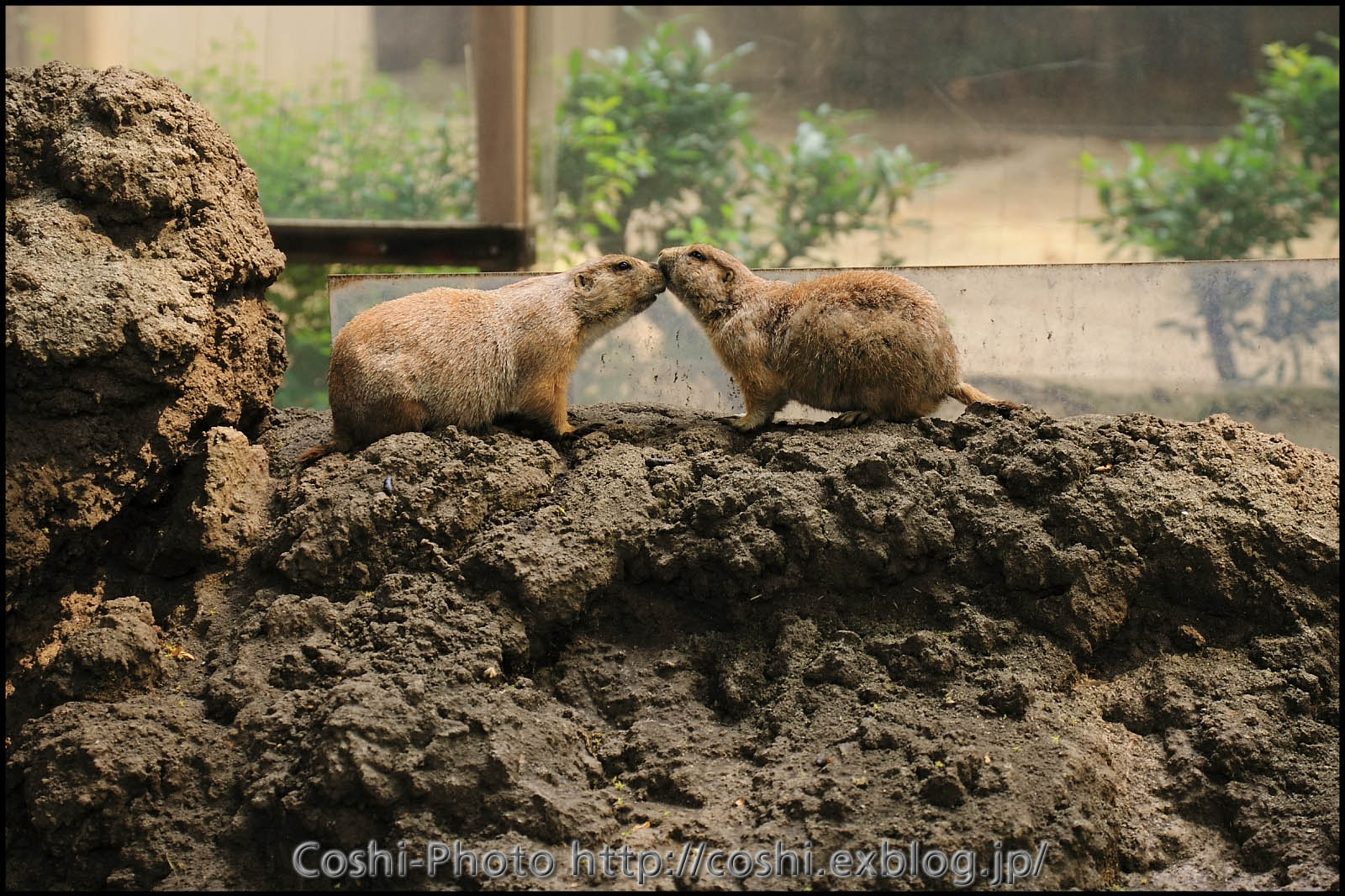 上野動物園でいっぱい撮りました・その5（その他猿や象など）_a0110096_12181853.jpg