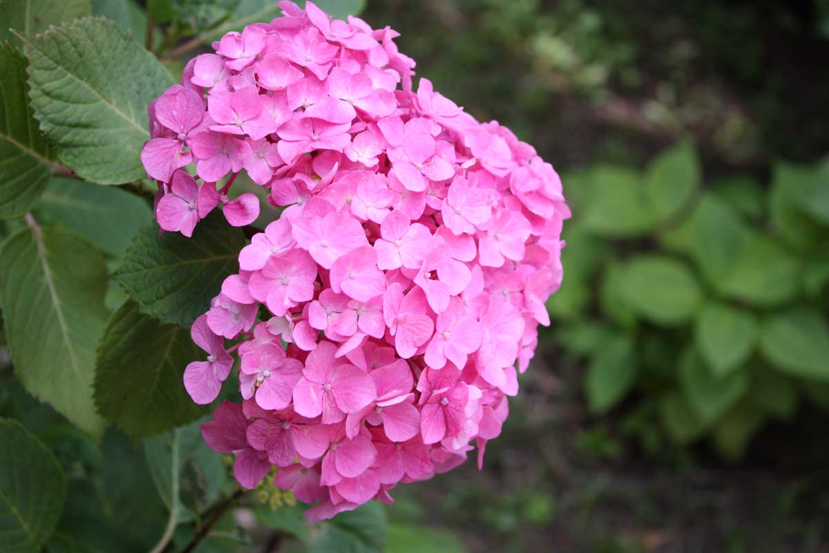 紫陽花の島にて（前編）_c0128896_21303554.jpg