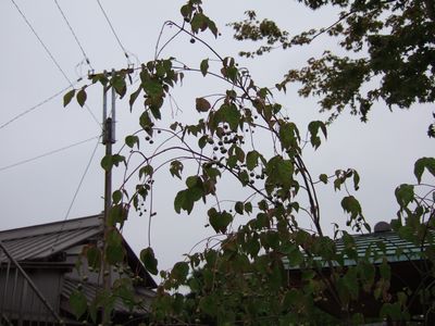 ツリバナマユミ_f0108604_741296.jpg