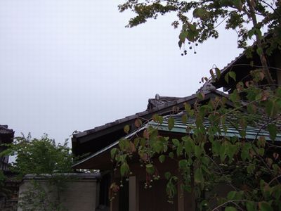 ツリバナマユミ_f0108604_7522979.jpg