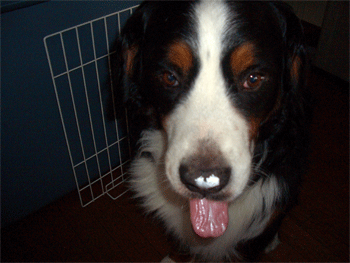 c0143711_1731486.gif
