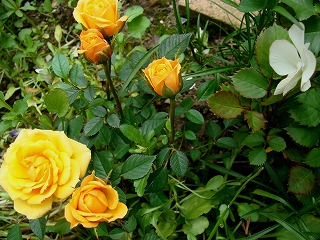 f0170524_16471662.jpg