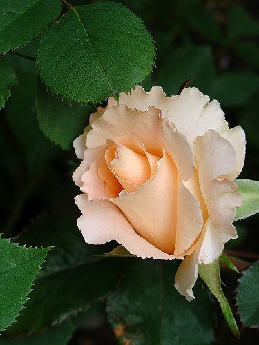 f0170524_22425388.jpg