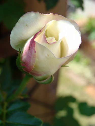 f0170524_22485883.jpg
