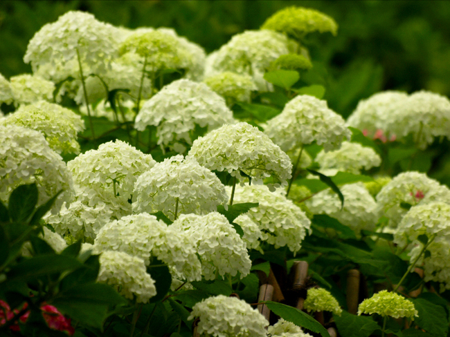 紫陽花の神社 〜 たぶん最後_d0149238_2044613.jpg