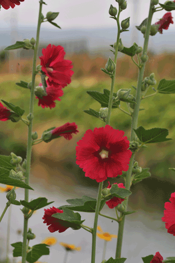 c0093046_6461241.gif