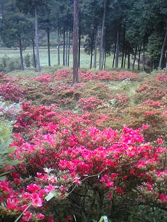 紫陽花♪紫陽花♪山一杯(≧ω≦)ノ_e0069647_171633.jpg