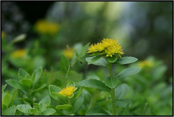 キリンソウとホソバキリンソウ 野草風薫