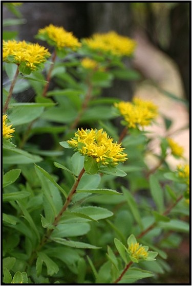 キリンソウとホソバキリンソウ 野草風薫