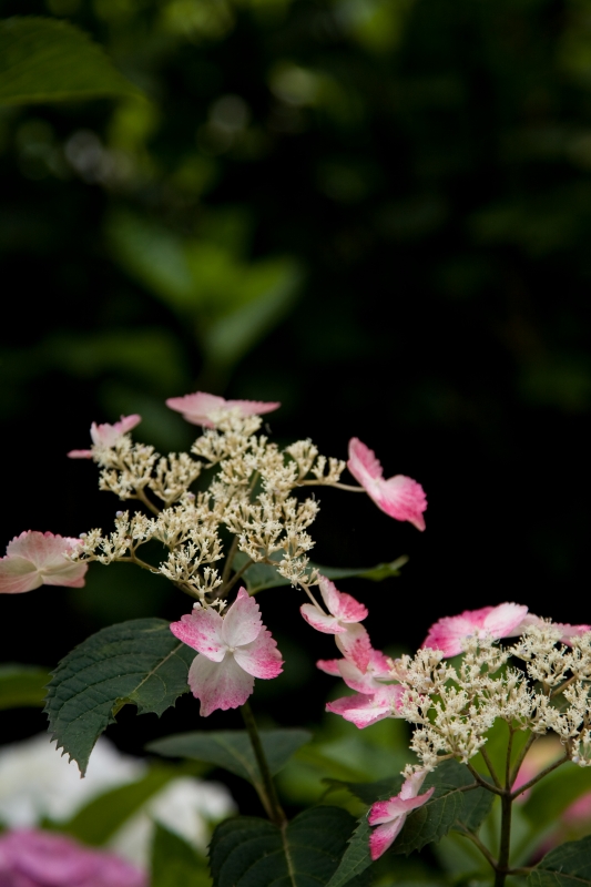 長谷寺の紫陽花２　（鎌倉）_c0115948_2141824.jpg