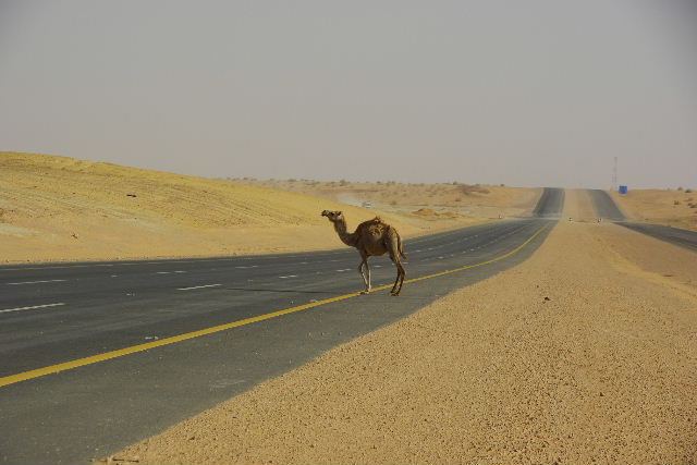 サウジアラビア 14 ネフド砂漠を南下し ハイルへ ヤスコヴィッチのぽれぽれblog