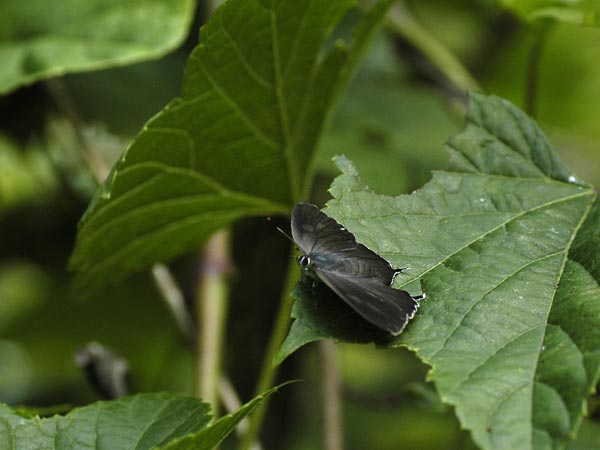 c0045352_17383465.jpg