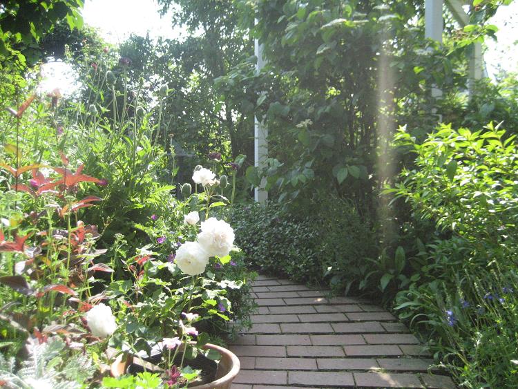 ６月１９日　　　咲き出した薔薇とカラスミパスタのお庭でのランチ_a0075455_5541281.jpg