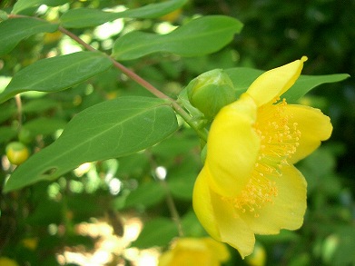 キンシバイ(金糸梅)_c0085874_10592919.jpg