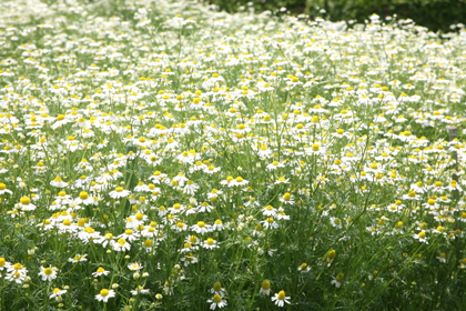 19,Jun,2008　薬用植物園4　そのほかの花々_f0130980_19284382.jpg