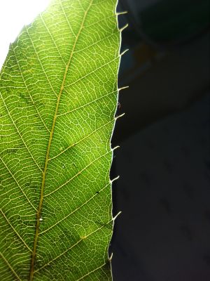植物雑学事典 波田研 永遠の嘘をついてくれ