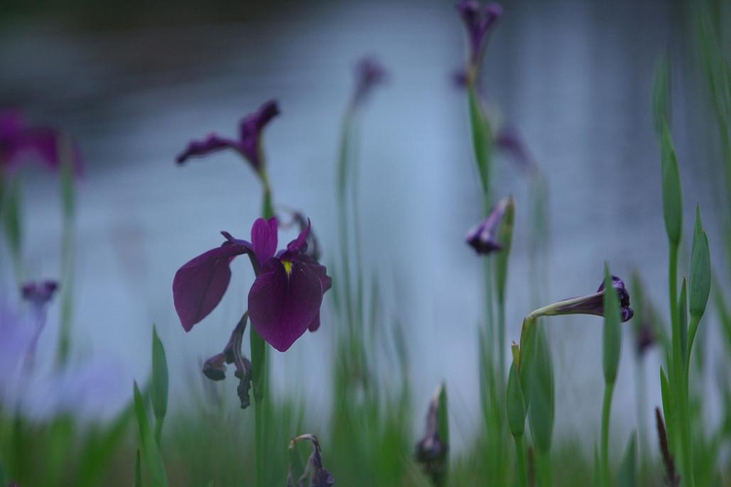 花菖蒲　日立市水木町泉が森_e0143883_17522750.jpg