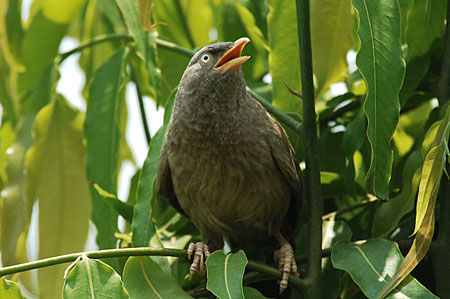 天竺旅行記(その7・インドの野鳥)_d0133295_312890.jpg