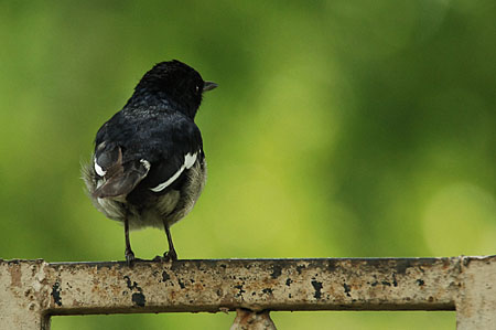 天竺旅行記(その7・インドの野鳥)_d0133295_3223515.jpg