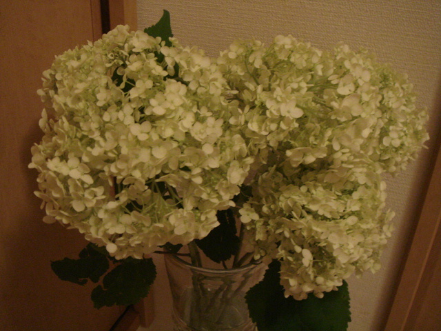 Hydrangea arborescens \"Annabelle\"_f0165495_2243226.jpg