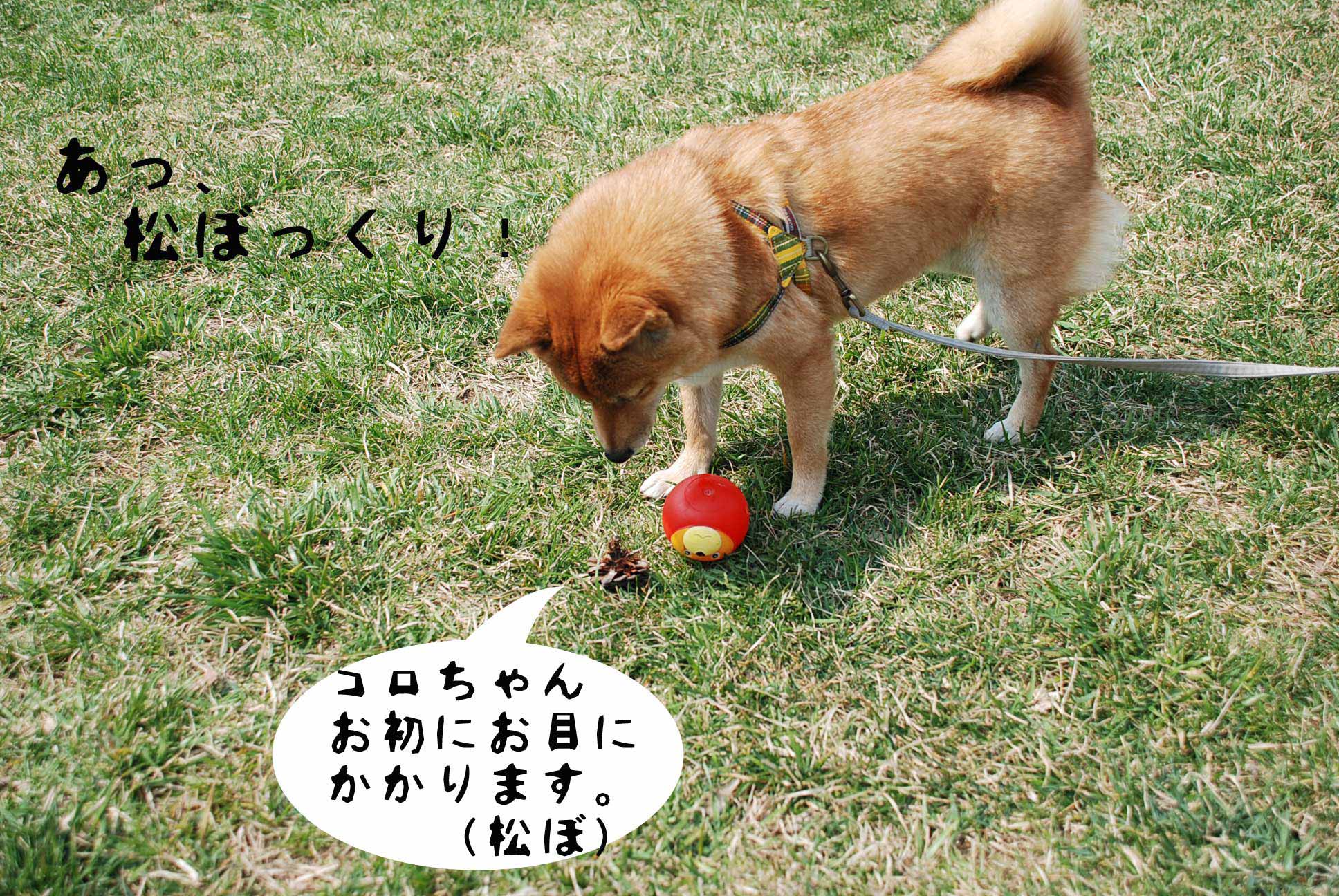 松ぼっくり　or　ボール？_b0141397_95099.jpg