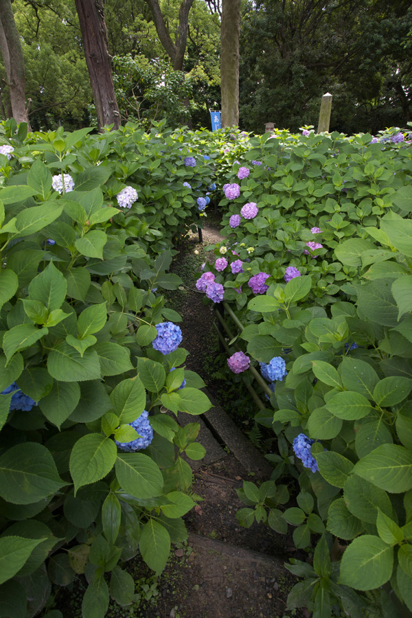 藤森神社の紫陽花(2)_b0043304_22414712.jpg