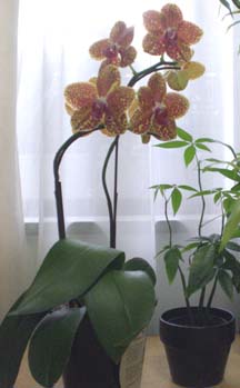 Phalaenopsis_f0075112_1621933.jpg