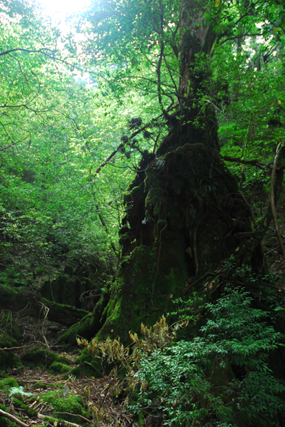 屋久島の森_c0067413_1254228.jpg