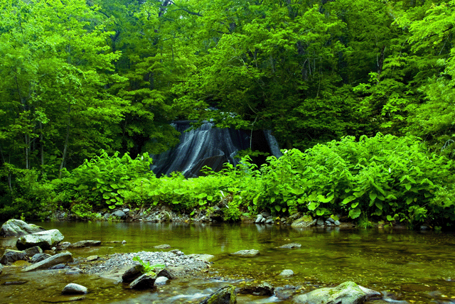 d0019422_15455676.gif