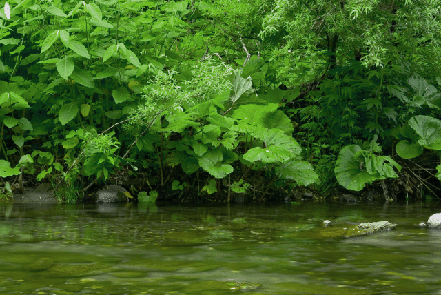 d0019422_15462522.gif