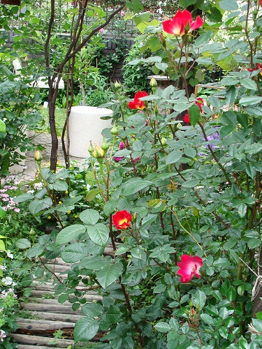 f0170524_12433649.jpg
