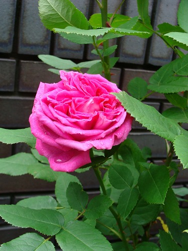 f0170524_12444860.jpg